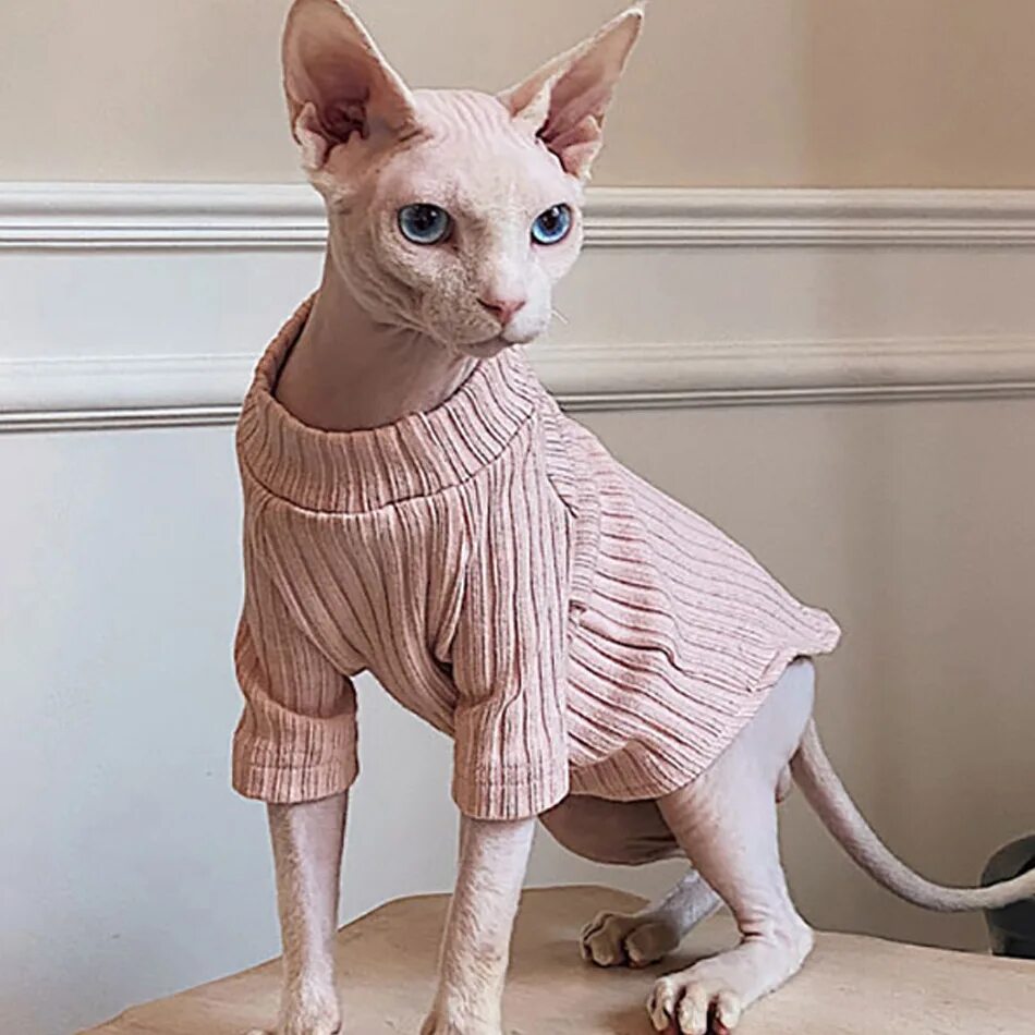 сфинкс кот в одежде. кошка сфинкс в платье. сфинкс кошка в одежде. платье сфинкс. сфинкс кот в одежде.
