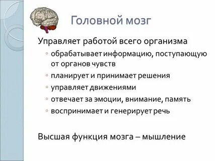 Что управляет организмом человека