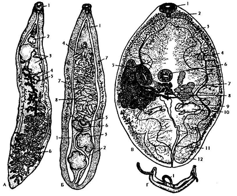Ланцетовидный сосальщик. Марита кошачьего сосальщика. Марита ланцетовидного сосальщика. Ланцетовидный сосальщик (Dicrocoelium lanceatum). Отличия сосальщиков