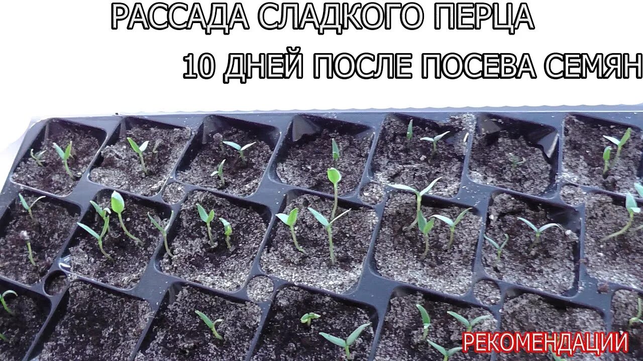 Через сколько дней всходят перцы после посева. Рассада перца всходы. Всход семян перца. Как выглядит рассада перца через неделю. Рассада перца через день.