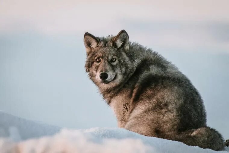 Pin by Kirsten Enid CampBell on Beautiful Wolf Pics Timber wolf, Wolf dog, Snow