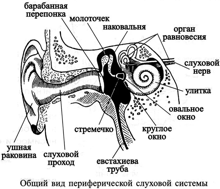 Наковальня овальное окно. Структуры полости среднего уха. Функции косточек среднего уха. Строение молоточка уха. Овальное и круглое окно улитки.