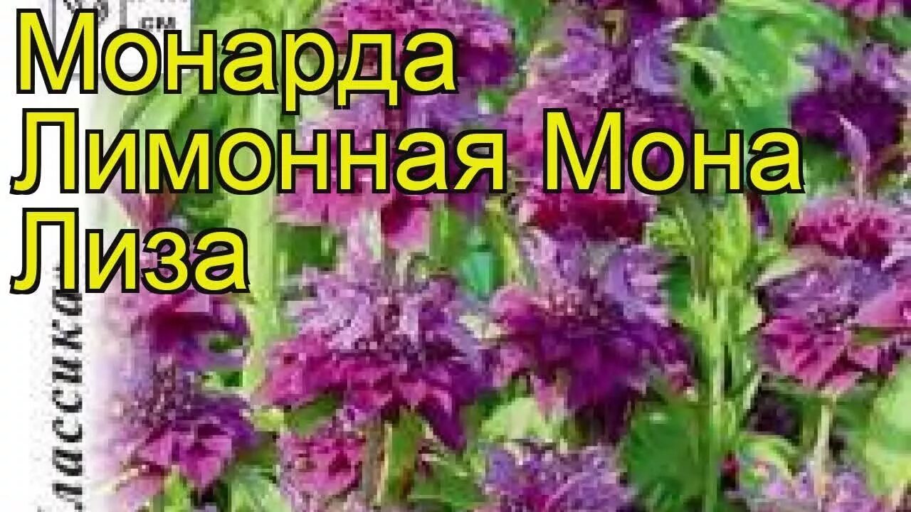 Сорт моне