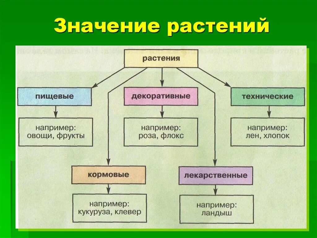 Какое значение для растения