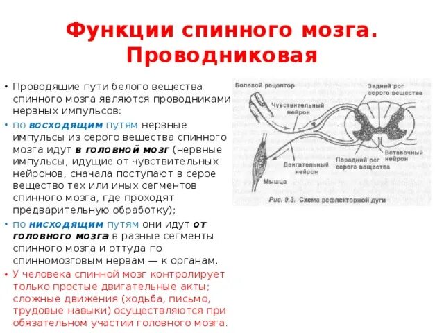 Мозг передается