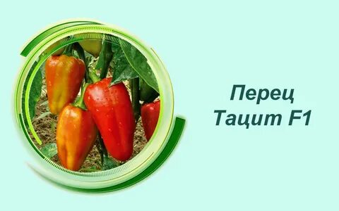 Какие семена перца