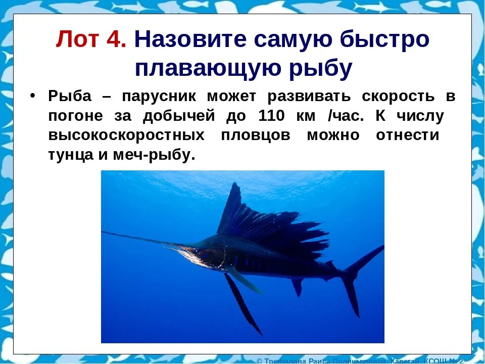 Какая рыба быстрее всех. Рыба парусник описание. рыба-меч. самая быстрая рыба парусник. рыба парусник интересные факты.