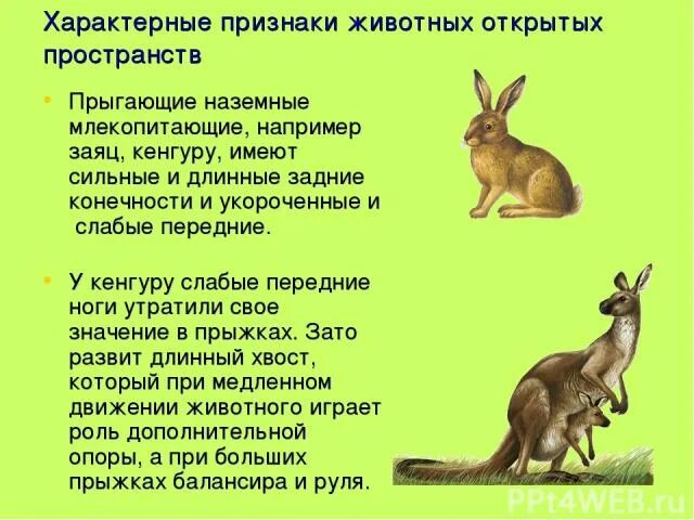 Какими признаками животного обладают животные. Характерные особенности животных. признаки животных. признаки характерные для животных. характерные признаки для животного.