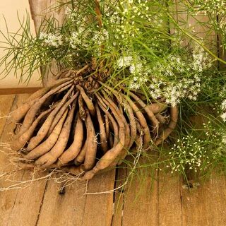 Dry plants