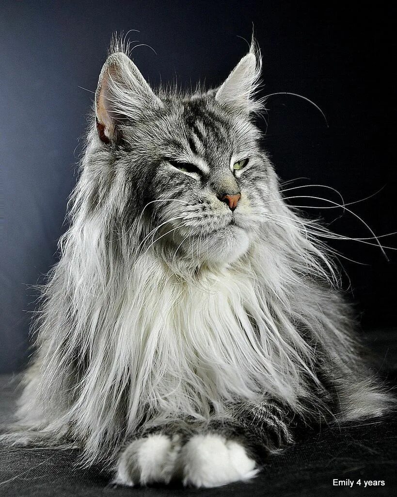 Мейн кун и норвежская лесная. Кошка мейн кун. Норвежская лесная кошка и мейн кун. Помесь мейн куна и норвежской лесной. Норвежская лесная кошка и мейн кун гибрид.