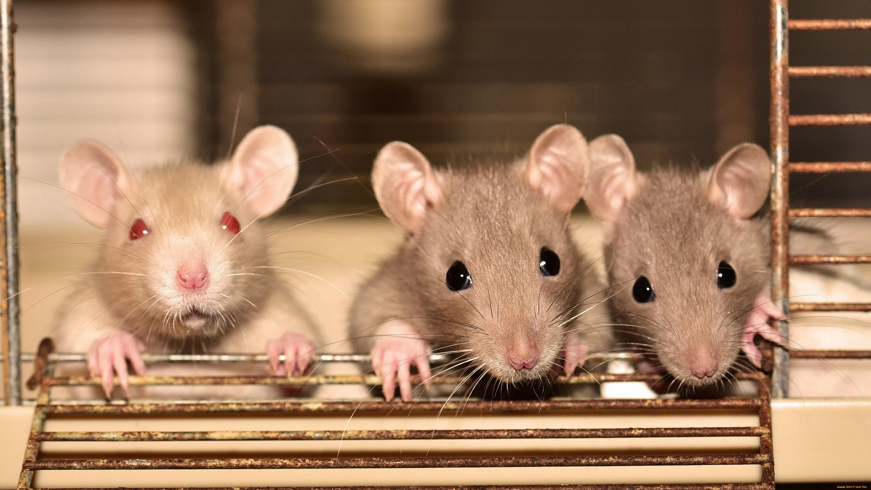 Мыши рабочий стол. Крыса. Три крысы. Четыре крыски. Факты о крысах.