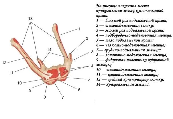 Большой рог на латыни. Строение подъязычной кости анатомия. Большой рог на латыни. Подъязычная кость в черепе. Большой рог на латыни.