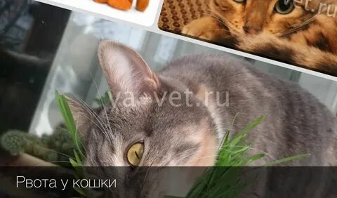 Коричневая рвота у кота
