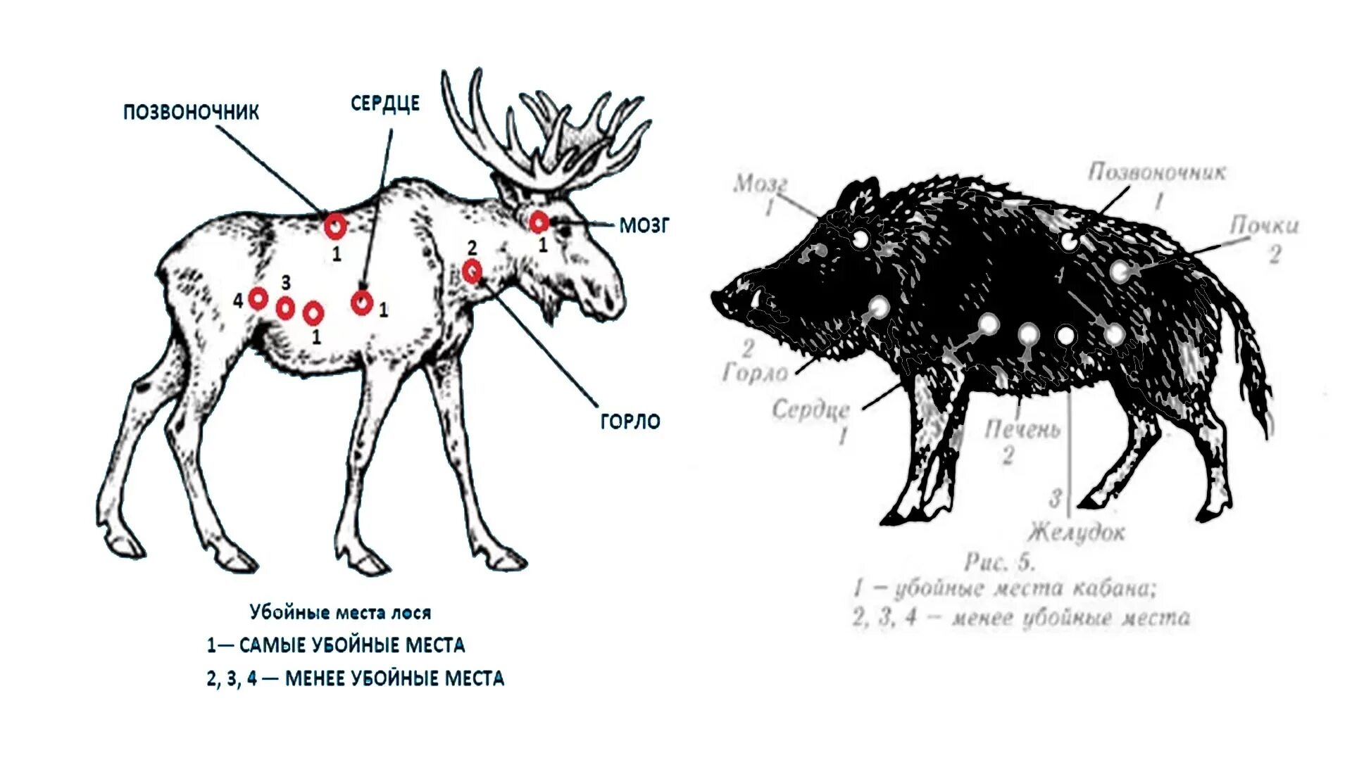 Какая часть лося. Убойные места лося и кабана. Убойные места лося. Расположение внутренних органов лося вид сбоку. Убойные места кабана спереди.