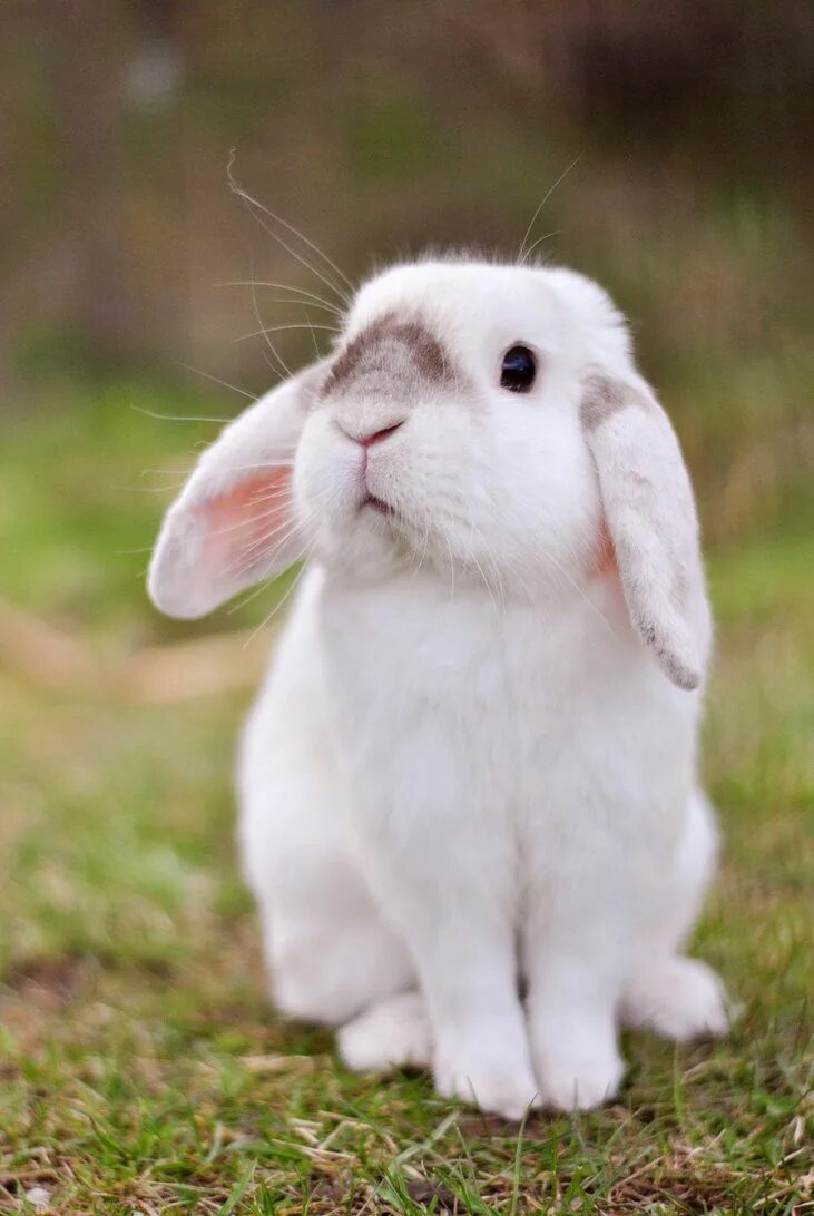 Rabbit pro. Rabbit pro