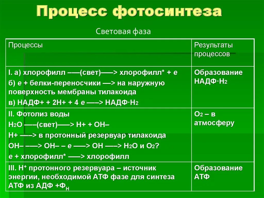 Темновая фаза где. Биология фотосинтез 10 класс световая и темновая фаза. Световая фаза фотосинтеза 9 класс биология. Биология 10 класс темновая световая фаза. Световая и темновая фаза таблица.