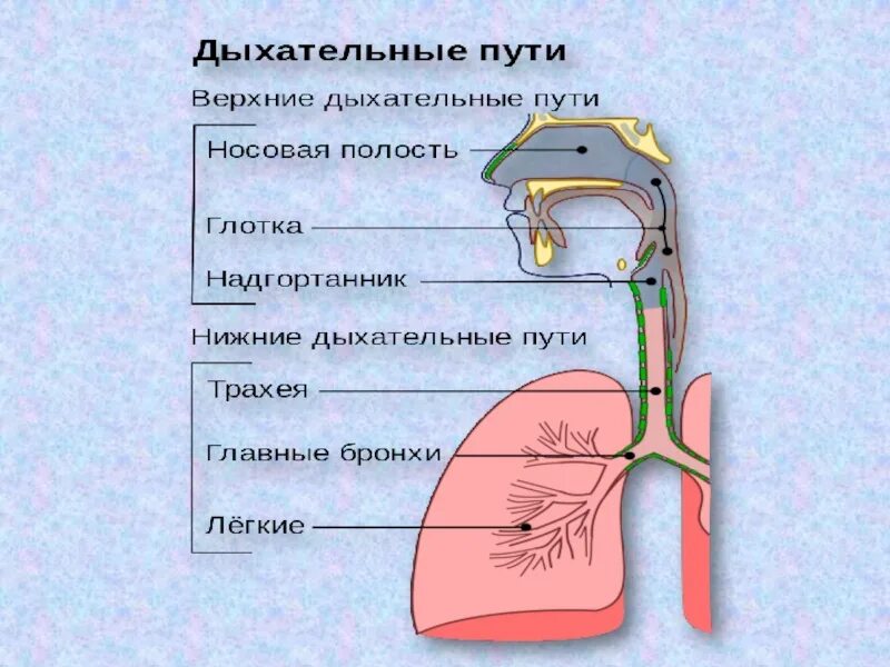 Ковид в каком году. Ковид. Ковид 19. Презентация на тему ковид. Ковид картинки.