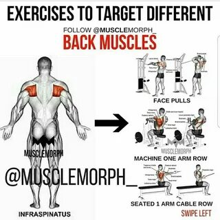 Muscle exercises