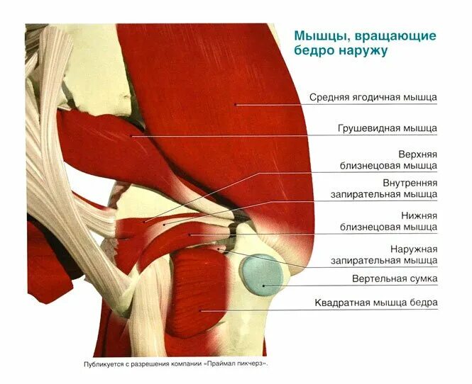 мышцы прикрепляющиеся к малому вертелу бедренной кости. мышца поднимающая лопатку упражнения. подлопаточная мышца иннервация. подостная мышца анатомия. мышцы нижней конечности начало мышцы прикрепление.
