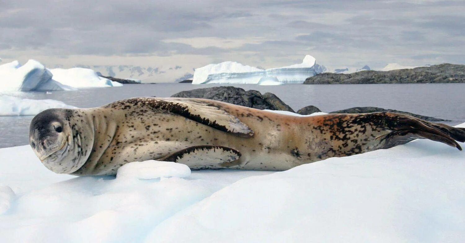 Фото морского леопарда. Морской леопард в Антарктиде. Ластоногие морской леопард. Морской леопард и тюлень. Антарктида тюлень морской леопард.