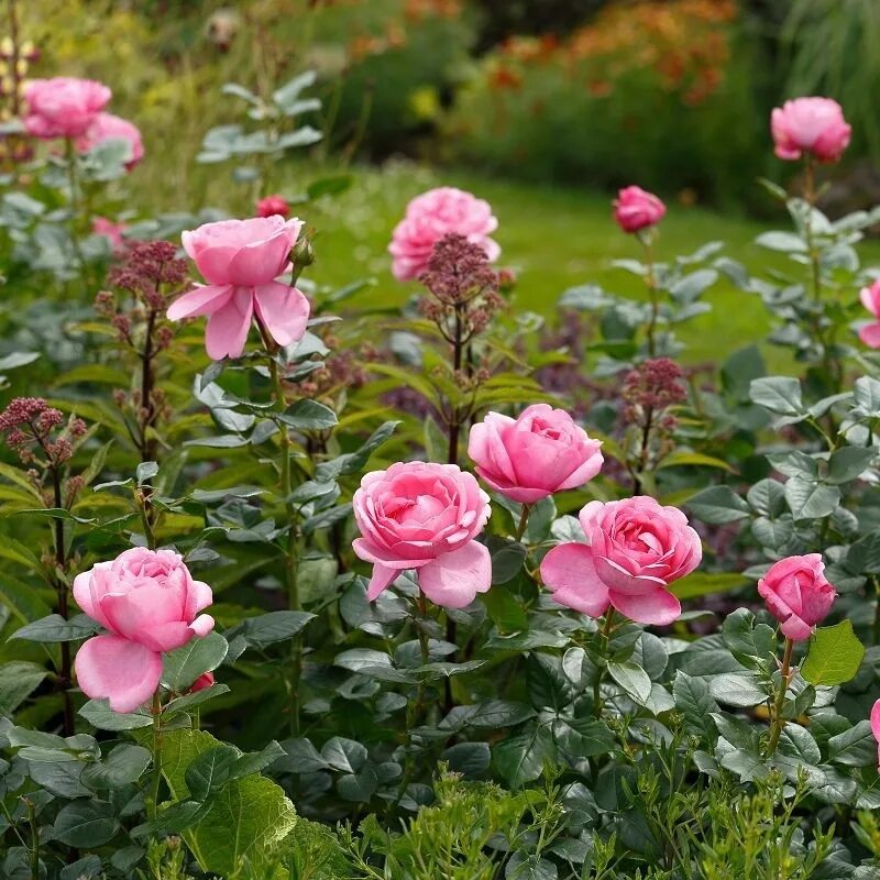 Rose desire. Rose desire. Rose desire. Rose desire. Rose desire.