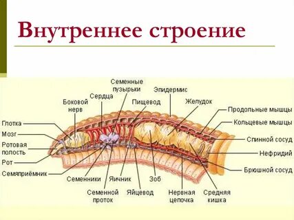 Строение органов червя