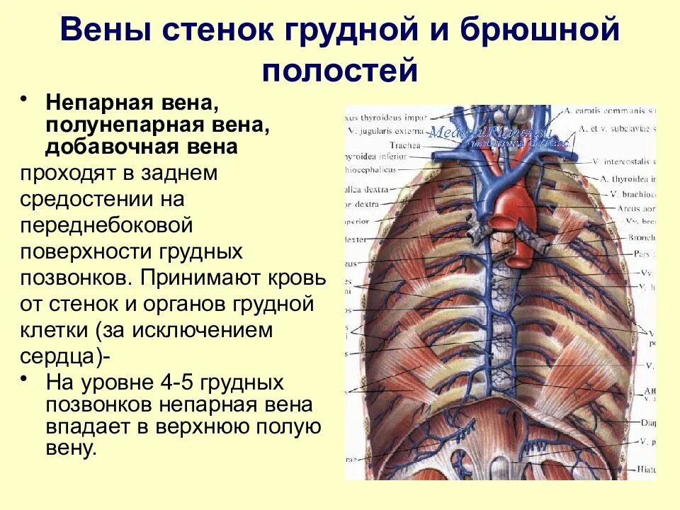 Непарная и полунепарная Вена. Вены грудной клетки непарная полунепарная. Непарная Вена топография. Непарная Вена в средостении.