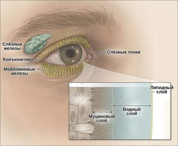 Секрет слезных желез. Мейбомиевы железы глаза. Воспаление мейбомиевой железы глаза. Слезные железы человека.