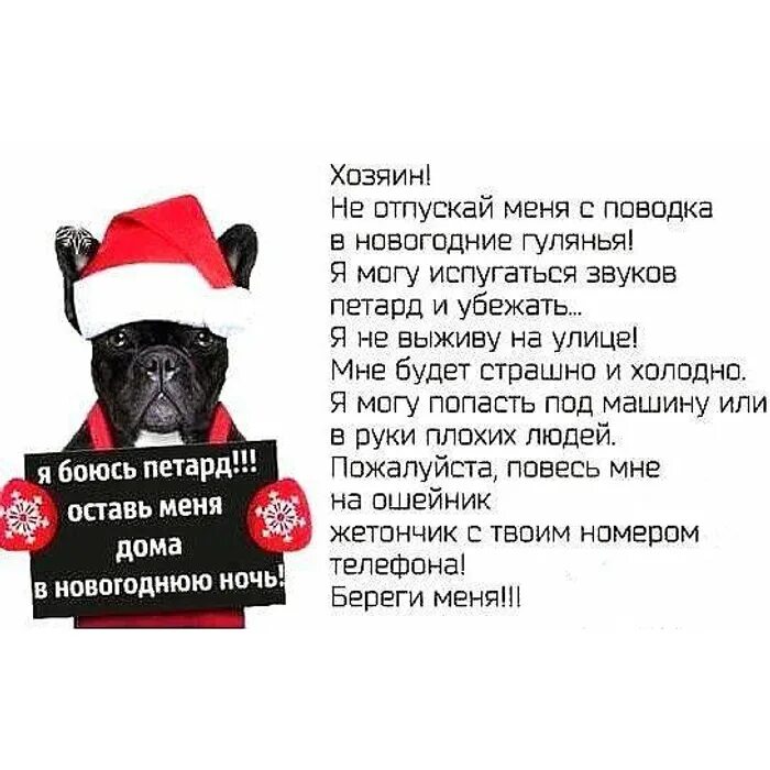 Подумаешь какой праздник. Собаки новый год петарды. салюты опасны для собак. животные и опасности нового года. безопасность собаки в новогодние праздники.