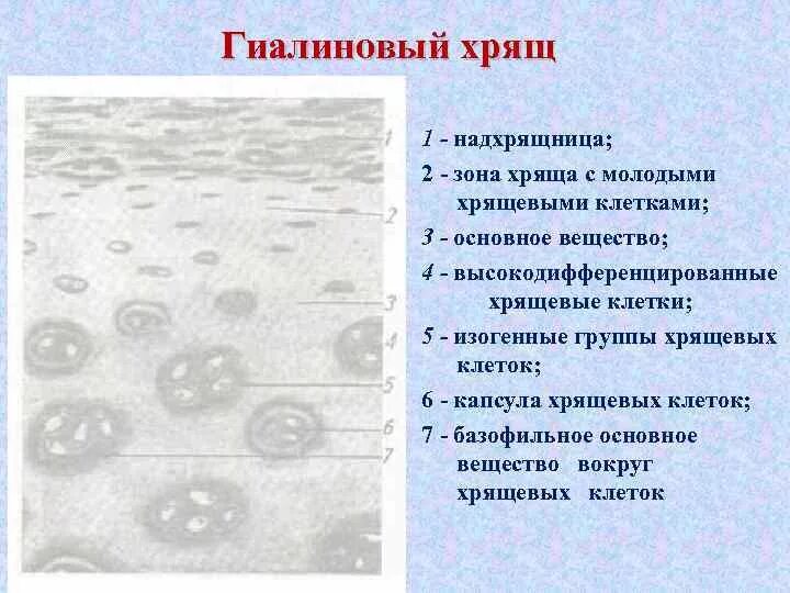 Изогенные группы. Гиалиновый хрящ гистология. Гиалиновая хрящевая ткань гистология. Строение гиалинового хряща гистология. Изогенные группы гиалинового хряща.