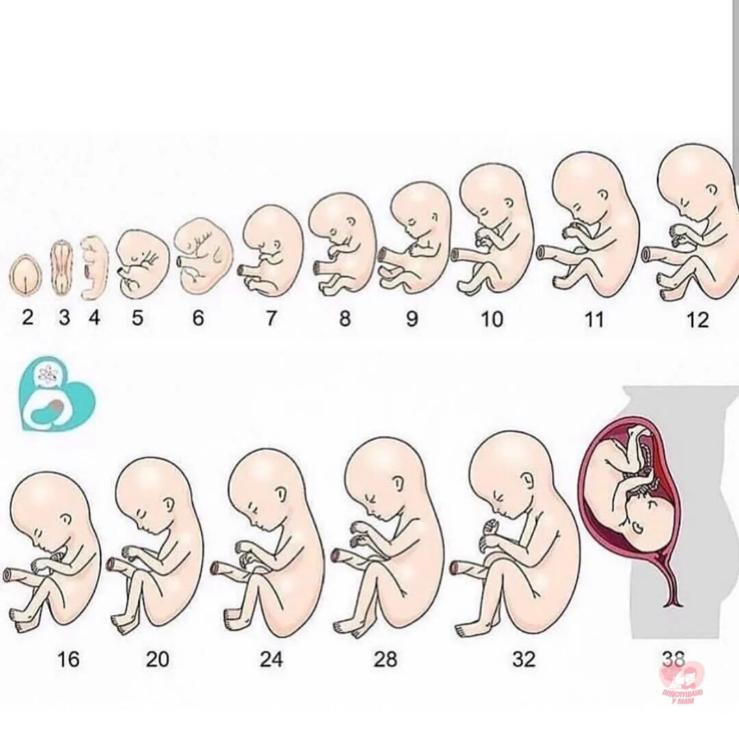 17 недель беременности какой. Ребенок по неделям беременности. Триместры беременности по неделям. Расположение ребенка в животе по неделям. Картинки развитие ребенка по неделям.