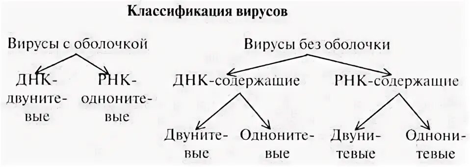 Неклеточные формы жизни конспект