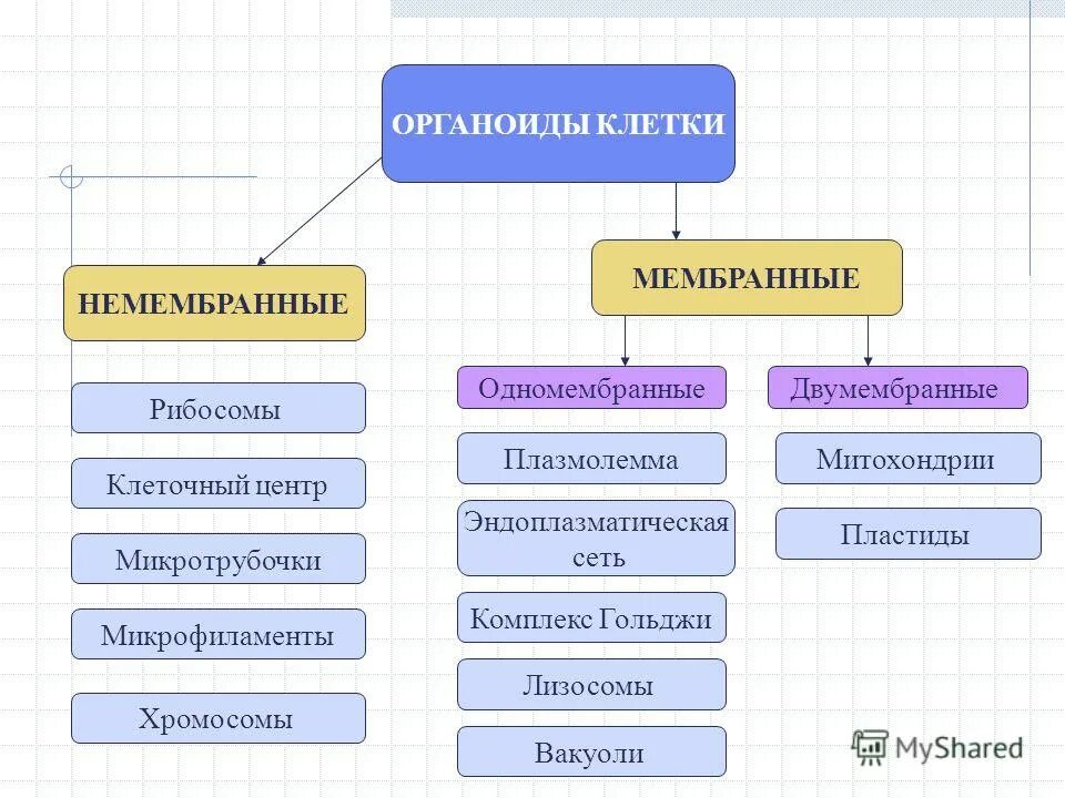 Мембранные и немембранные органоиды клетки. Классификация немембранных органоидов клетки. Схема одномембранные органоиды. Двухмембранные органоиды клетки и их функции.