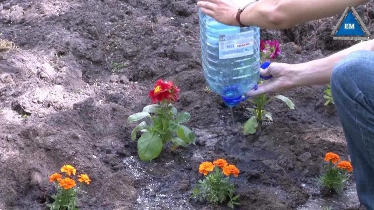 Посев бархатцев в грунт. Высадка бархатцев на рассаду. посадка рассады бархатцев в открытый грунт. высадка бархатцев в открытый грунт рассадой. бархатцы рассада в грунте.