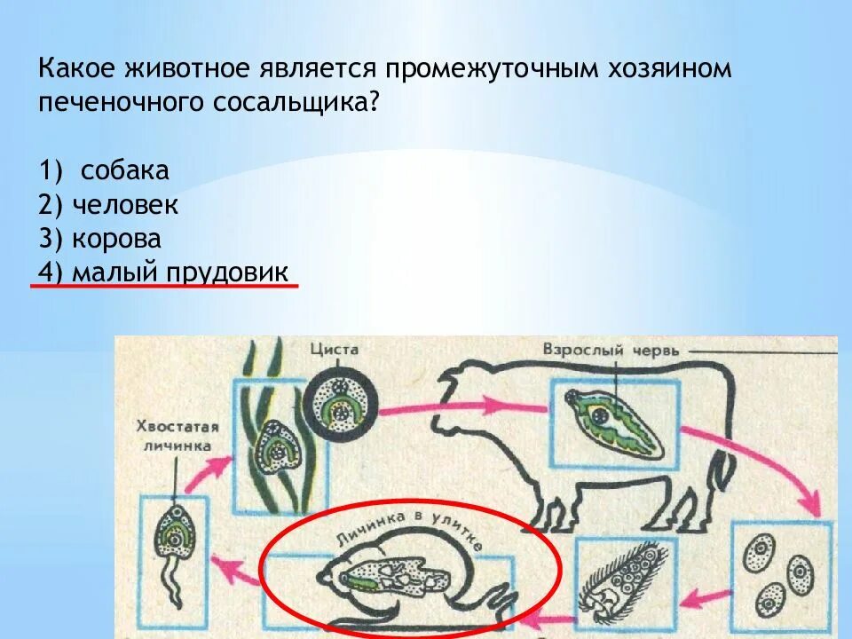 Основным хозяином печеночного сосальщика является. Промежуточным хозяином печеночного сосальщика является:. цикл развития печеночного сосальщика промежуточный хозяин. промежуточный хозяин печеночного червя. окончательный хозяин печеночного сосальщика биология.