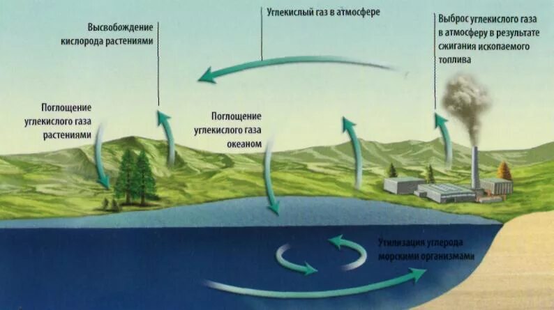 Откуда кислород. Круговорот углекислого газа в мировом океане. Круговорот углекислого газа в атмосфере. Поглощение углекислого газа океаном. Образование углекислого газа в природе.