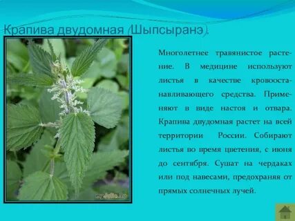 Крапива прилагательные