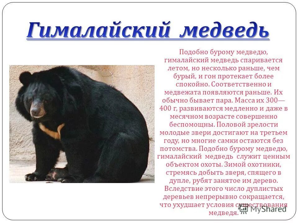 гималайский белогрудый медведь в амурской области. гималайский медведь дальнего востока. гималайский медведь губач энциклопедия. на каком материке живет гималайский медведь. гималайский медведь.