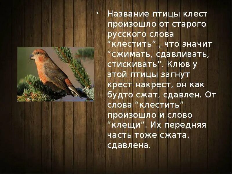 Найти слово птицы 3. Текст про птиц. Имя эта птица. Птица с клювом крест-накрест. Несколько слов про птиц.