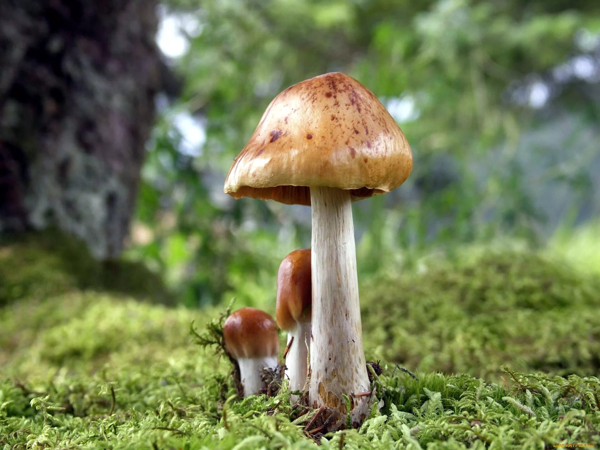 Грибы в природе фото. Поганка гриб на пне фото. Mushroom cool. Как избавиться в огороде от грибов поганок. 14 1305 mushroom