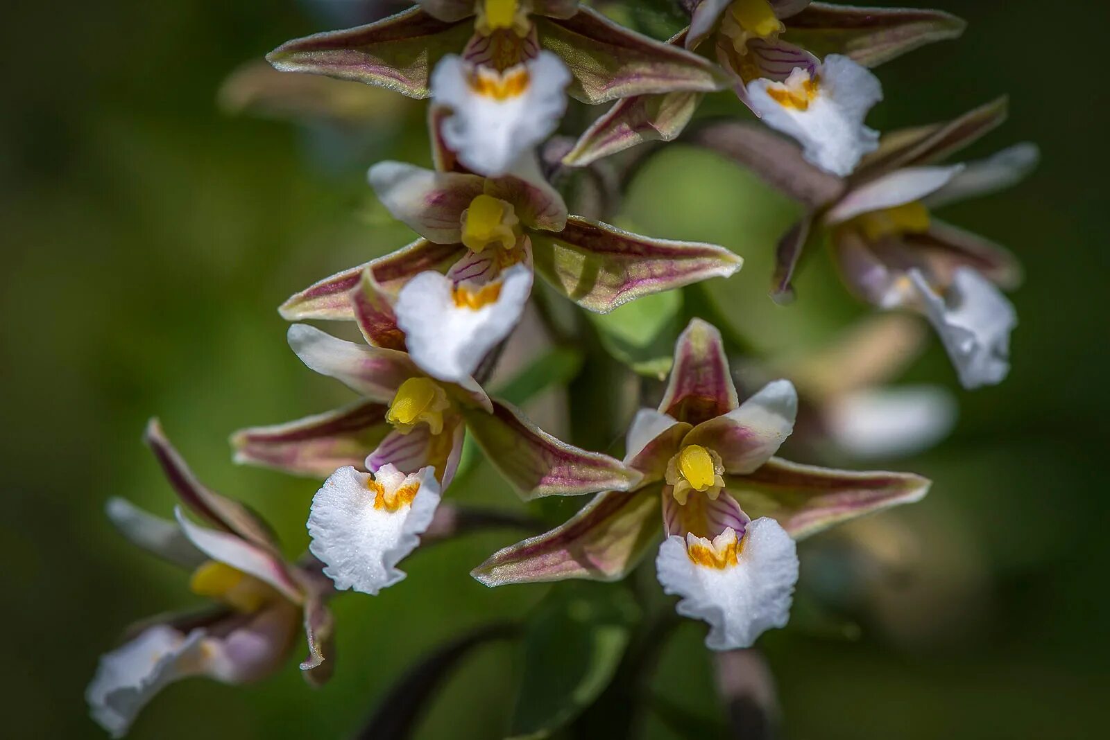 Дремлик болотный (Epipactis palustris). Дремлик болотный (Epipactis palustris (l.) Crantz ). Орхидея Дремлик. Дремлик болотный (Epipactis palustris (l.) Crantz (1769)) - Дмитровский район.