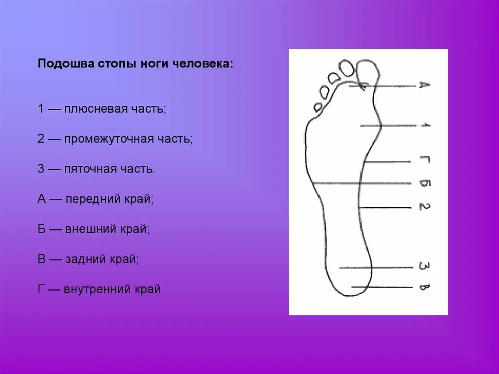 Название частей подошвы стопы. Плюсневая часть стопы. Внешний край стопы. Части стопы человека названия.