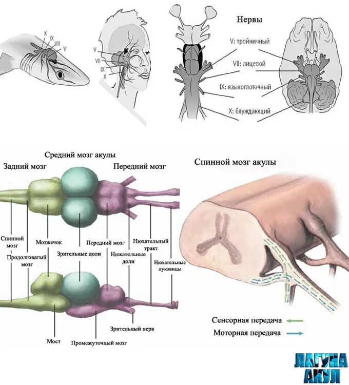 Схема строения головного мозга акулы. Строение головного мозга акулы. Нервная система акулы схема. Мозг акулы строение. Какую функцию выполняет спинной мозг у акулы