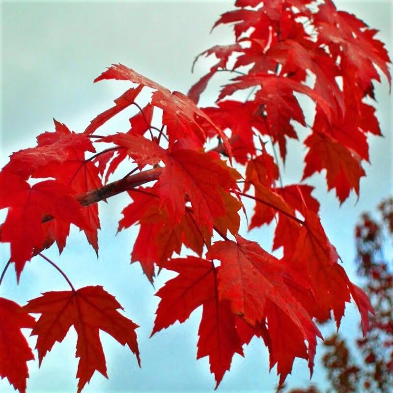 Лист канадского клена. Acer rubrum (клен красный) 'Red Sunset'. Клен канадский красный. Клен rubrum листья. Канадский клен лист.