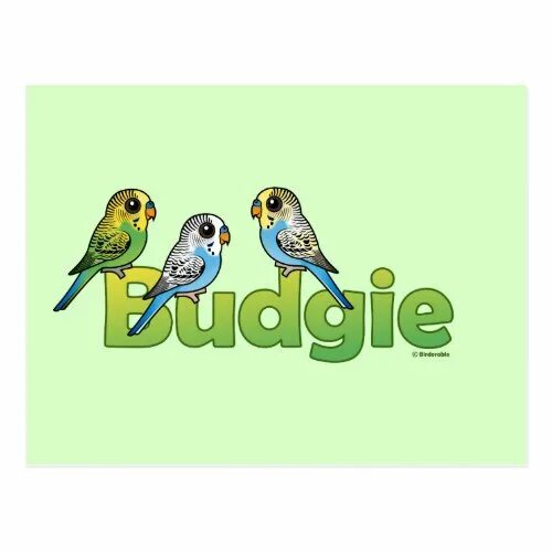 Budgie перевод с английского. A Budgie с надписью. Баджи на английском. Budgie - the Original. Budgie for Kids.