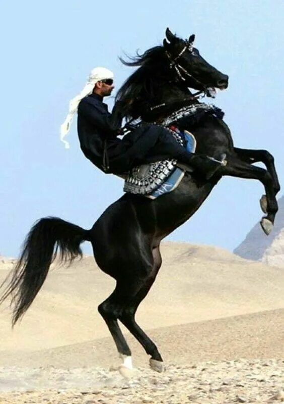 Всадник в пустыне. Араб на лошади в пустыне. Белла сара лошади. Лошади шейхов. Арабский мустанг.