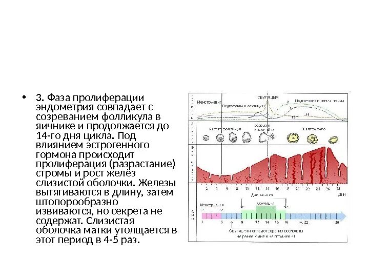 Эндометрий менструационного цикла. Стадии развития фолликула по дням цикла. Толщина эндометрия в пролиферативной фазе. Фазы менструального цикла эндометрий. Фазы менструационного цикла эндометрий пролиферации.