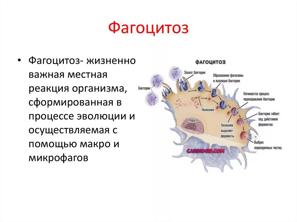 Что такое фагоцитоз в биологии 6 класс. Клетки осуществляющие фагоцитоз. Процесс фагоцитоза. Схема фагоцитоза.