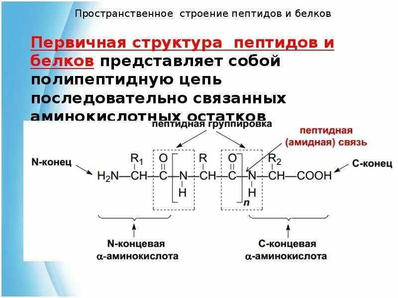 Пептиды образование строение. Пептиды полипептиды белки. Первичная структура полипептида. Пептиды полипептиды белки разница.