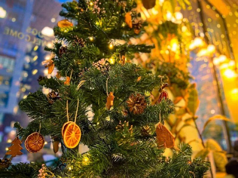 Ёлки растут в крыму. Новогодняя елка на 1680*680. Куда сдать елку. Куда сдать елку 2024. Елочный круговорот 2022.